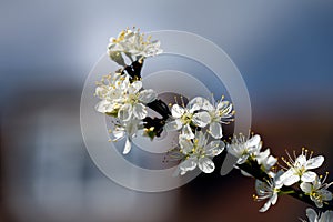 Damson blossoms in spring