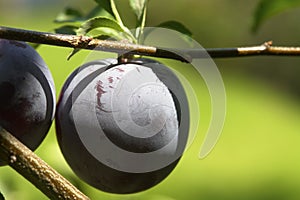 Damson