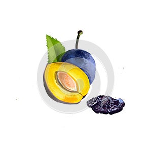 Damson or damsonplum, damascene isolated fruit whole and half with green leaves, fresh or dried. Hand drawn digital art