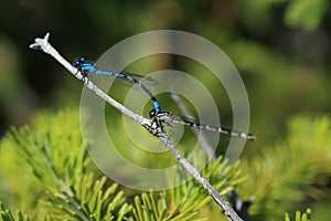 Damson Fly Reproduction