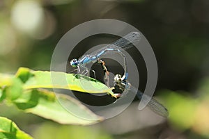 Damson Fly Reproduction