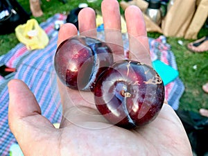 Damson Plum Fruits Holding with Hand in Garden / Anjelik