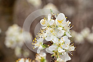 damson plum tree flowers in bloom with blurred background and copy space