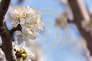 Damson plum tree white flowers in bloom against blue sky background