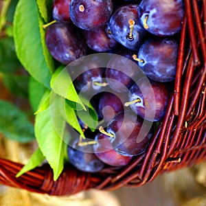 Damson plums