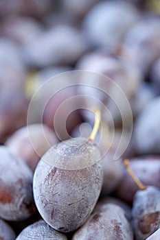 Damson plums (Prunus insititia)