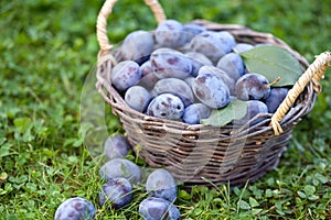 Damson plums (Prunus insititia) in a small basket