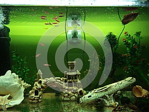 Dan gurami fish plants artificial shells in a large aquarium