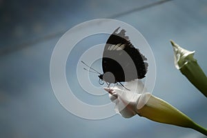 Danaid Eggfly at Antipa Museum in Bucharest