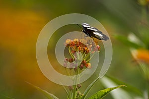 Danaid Eggfly image