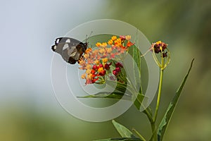 Danaid Eggfly image