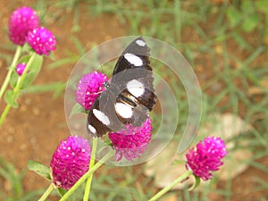 Danaid eggfly butterfly