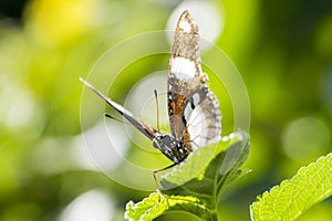 Danaid Eggfly butterfly