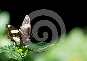 Danaid Eggfly butterfly