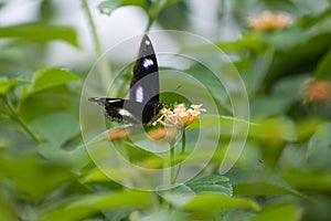 Danaid Eggfly butterfly on colorful lantana flower