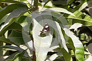 Danaid Eggfly butterfly (Hypolimnas misippus)