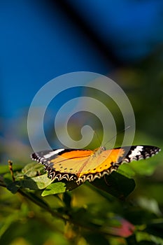 Danaid Eggfly Butterfly