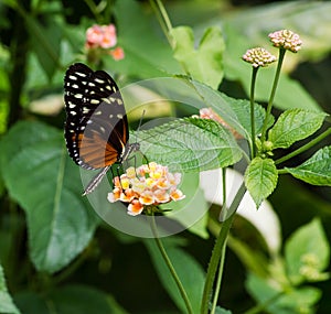 The Danaid Eggfly, female butterfly