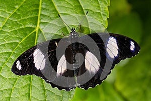 Danaid eggfly - Hypolimnas misippus