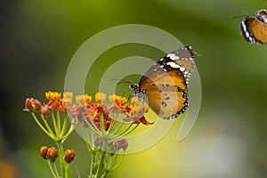 Danaid Eggfly image