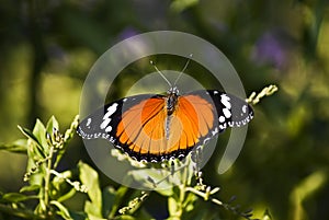 Danaid Eggfly or Mimic Butterfly (female) photo