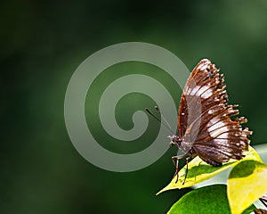 A Danaid Eggfly sitting on a leaf