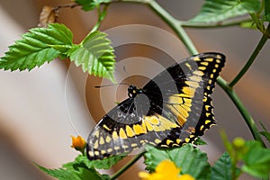 Danaidae butterfly