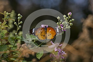 Danaidae (Danaus chrysippus)