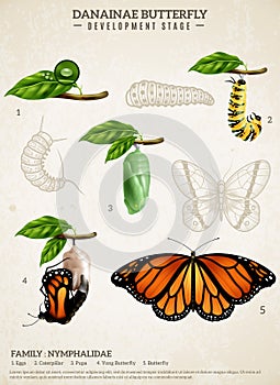 Danainae Butterfly Retro Poster