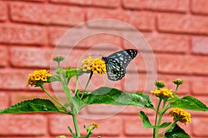 Danainae is a subfamily of the family Nymphalidae, the brush-footed butterflies.