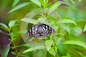 Danainae is a subfamily of the family Nymphalidae, the brush-footed butterflies.