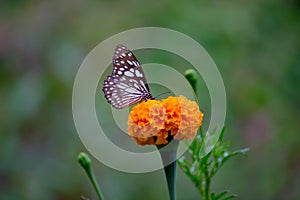 Blue spotted milkweed butterfly or danainae or milkweed butterfly feeding on the flower plants during springtime photo