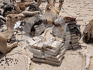 DANAKIL DEPRESSION,  ETHIOPIA, APRIL 29th.2019, The Afars are probably the toughest people in the world. In the Danakil depression