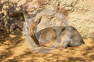 Danara Dik Dik, from southern africa.