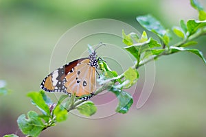 Normal schmetterling sitzend auf der blume anlage während frühling 