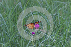 Nahaufnahme von normal schmetterling besuch blume natur öffentlich Füttern alleine während 