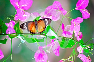 Vista de cerca de común mariposa está descansando sobre el flor planta en ambiente 