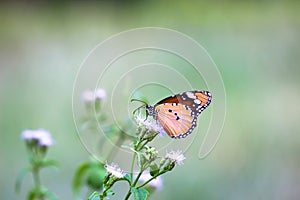 Nahaufnahme von normal schmetterling ruht sich aus auf der blume anlage umfeld 