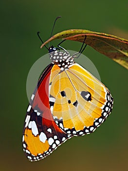 Danaus chrysippus Butterflie