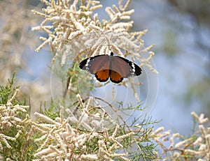 Danaus chrysippus