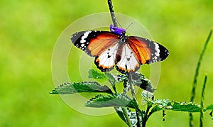 Danaus chrysippus form alcippoides form