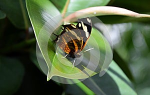 Danaus chrysippus, plain tiger butterfly on a green leaf