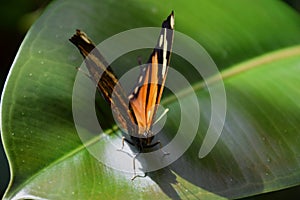 Danaus chrysippus, plain tiger butterfly on a green leaf