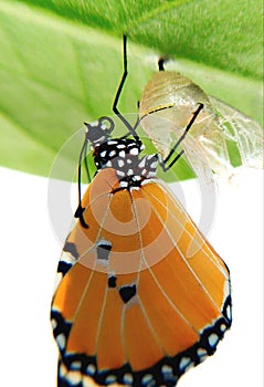 danaus chrysippus or a plain tiger butterfly