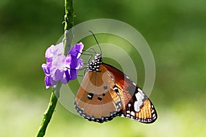 Danaus chrysippus resting on Stachytarpheta urticaefolia