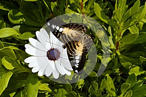 Danaus genutia butterfly on a Cosmos bipinnata flower