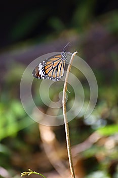 Danaus genutia/ Common Tiger, Indian Monarch, Orange Tiger Butterfly  at Park