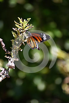 Danaus genutia/ Common Tiger, Indian Monarch, Orange Tiger Butterfly  at Park