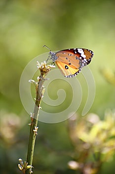 Danaus genutia/ Common Tiger, Indian Monarch, Orange Tiger Butterfly  at Park