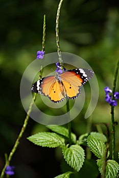 Danaus genutia/ Common Tiger, Indian Monarch, Orange Tiger Butterfly  at Park